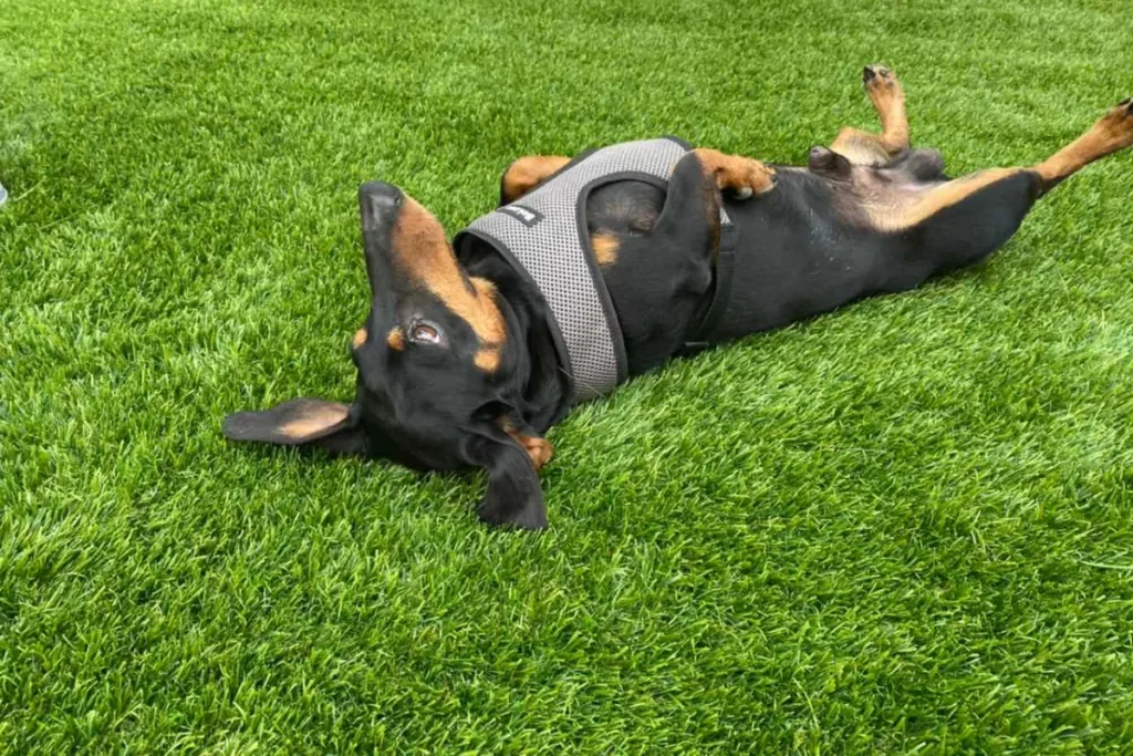 Tippek a háziállat tulajdonosok számára